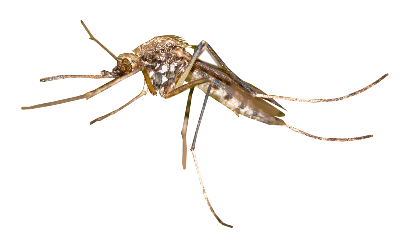 Inland floodwater mosquito, a small dark mosquito with banded legs