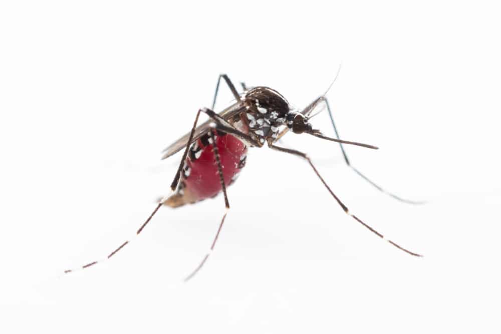 Yellow fever mosquito with white markings on its back and legs