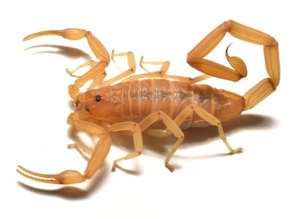 Arizona bark scorpion, a southwestern species not found in Oklahoma