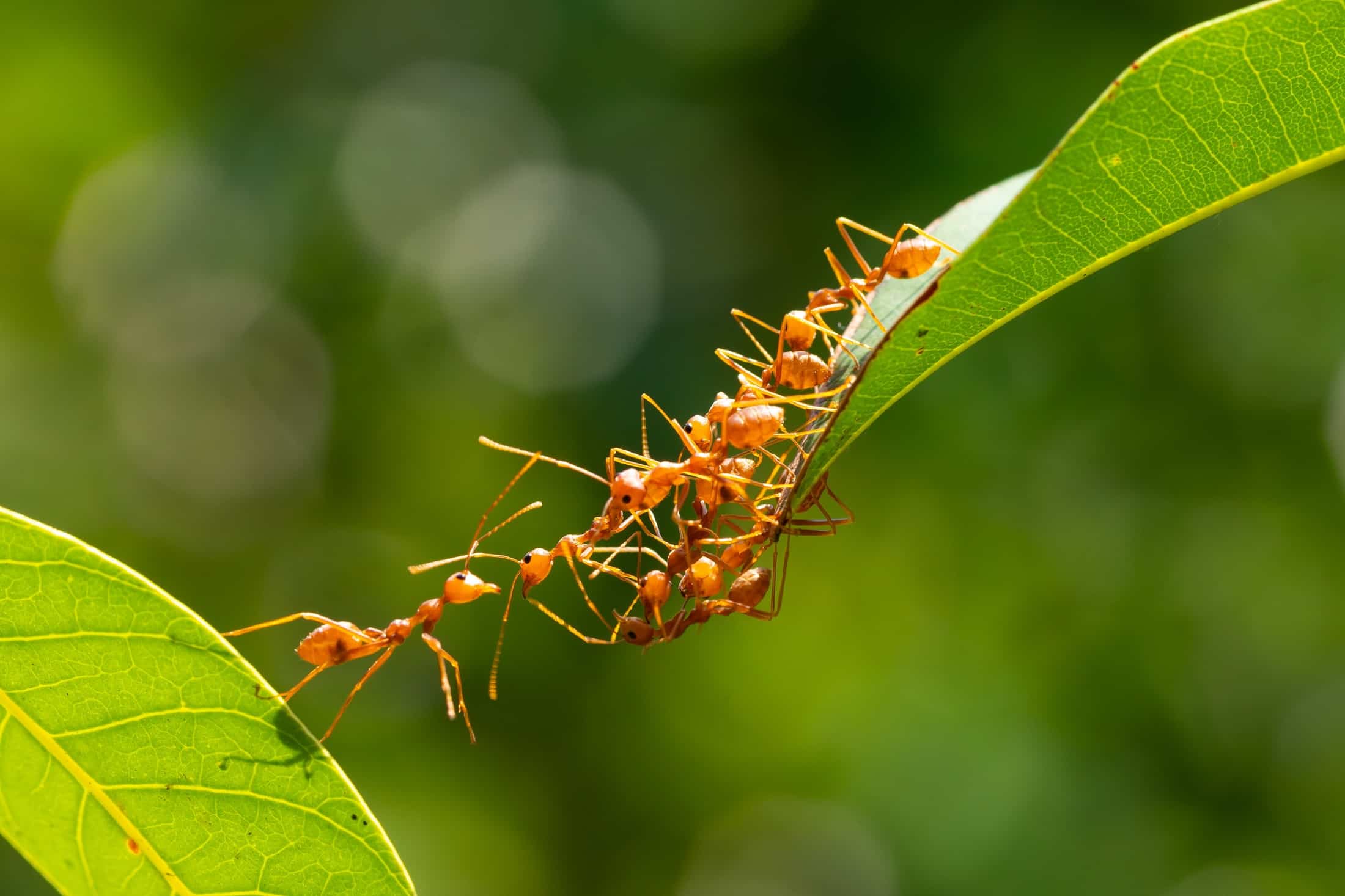 Ants on a leaf outdoors