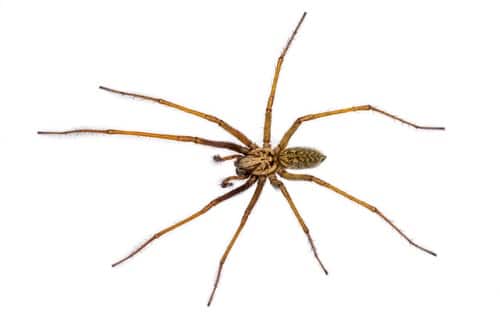 Giant house spider on a floor