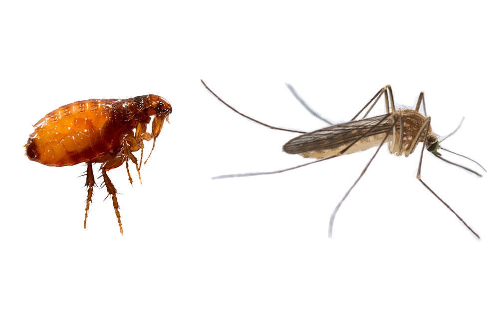 Diagram comparing a jumping flea with a winged flying insect