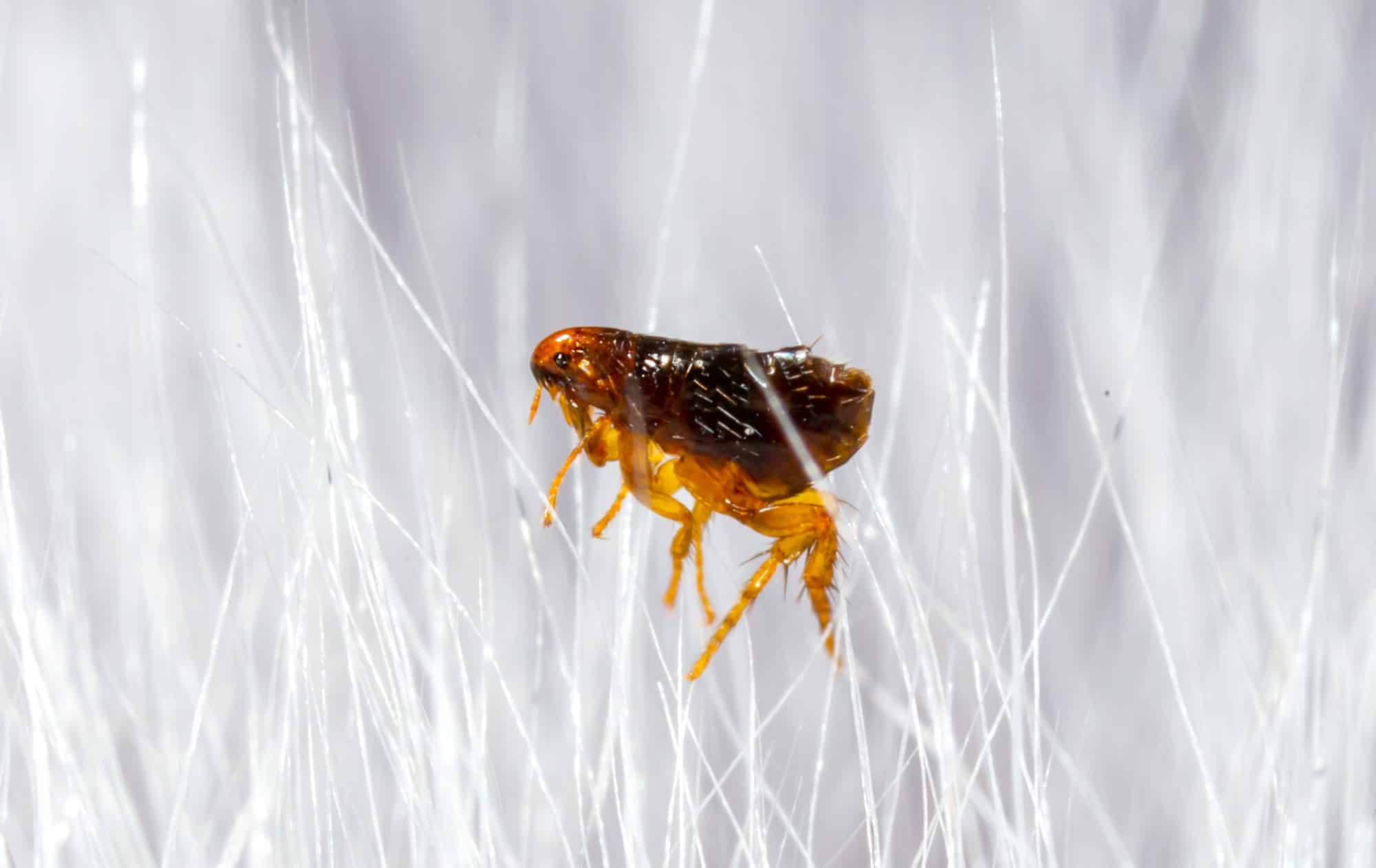 Flea in an animal's fur, close up