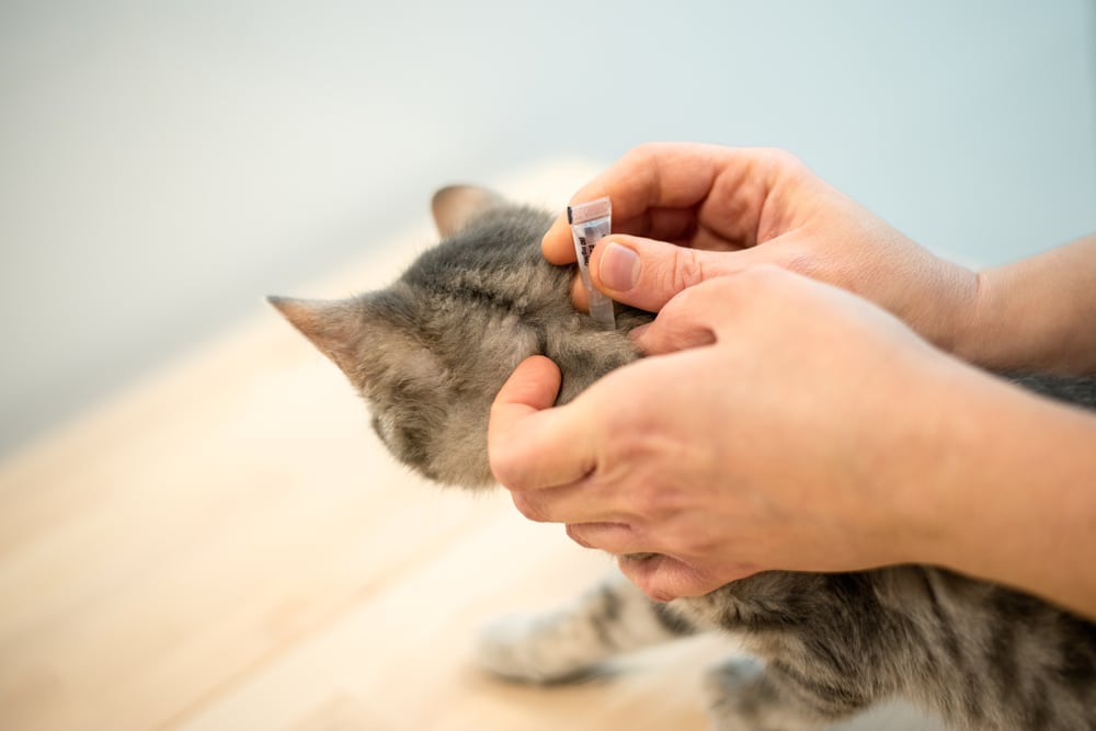 Veterinarian applying anti-flea drops to a cat