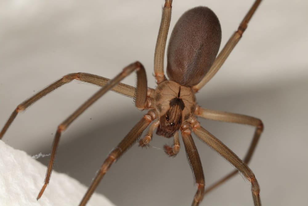 Brown recluse spider showing the dark violin shape behind its eyes