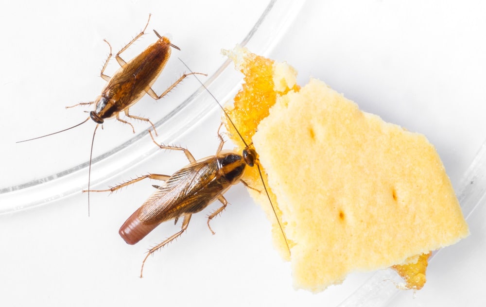 German cockroach in a kitchen