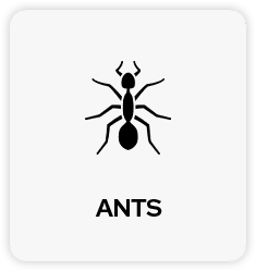 Ant Pest Control in Tulsa