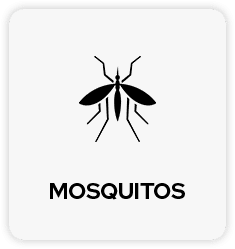 Mosquito Pest Control in Tulsa
