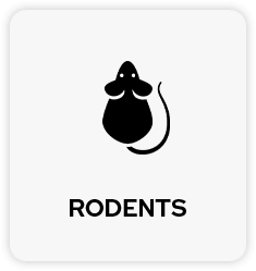 Rodent Pest Control in Tulsa