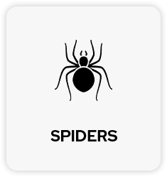Spider Pest Control in Tulsa