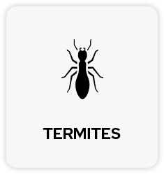 Termite Pest Control in Tulsa