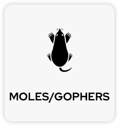 Mole and Gopher Pest Control in Tulsa