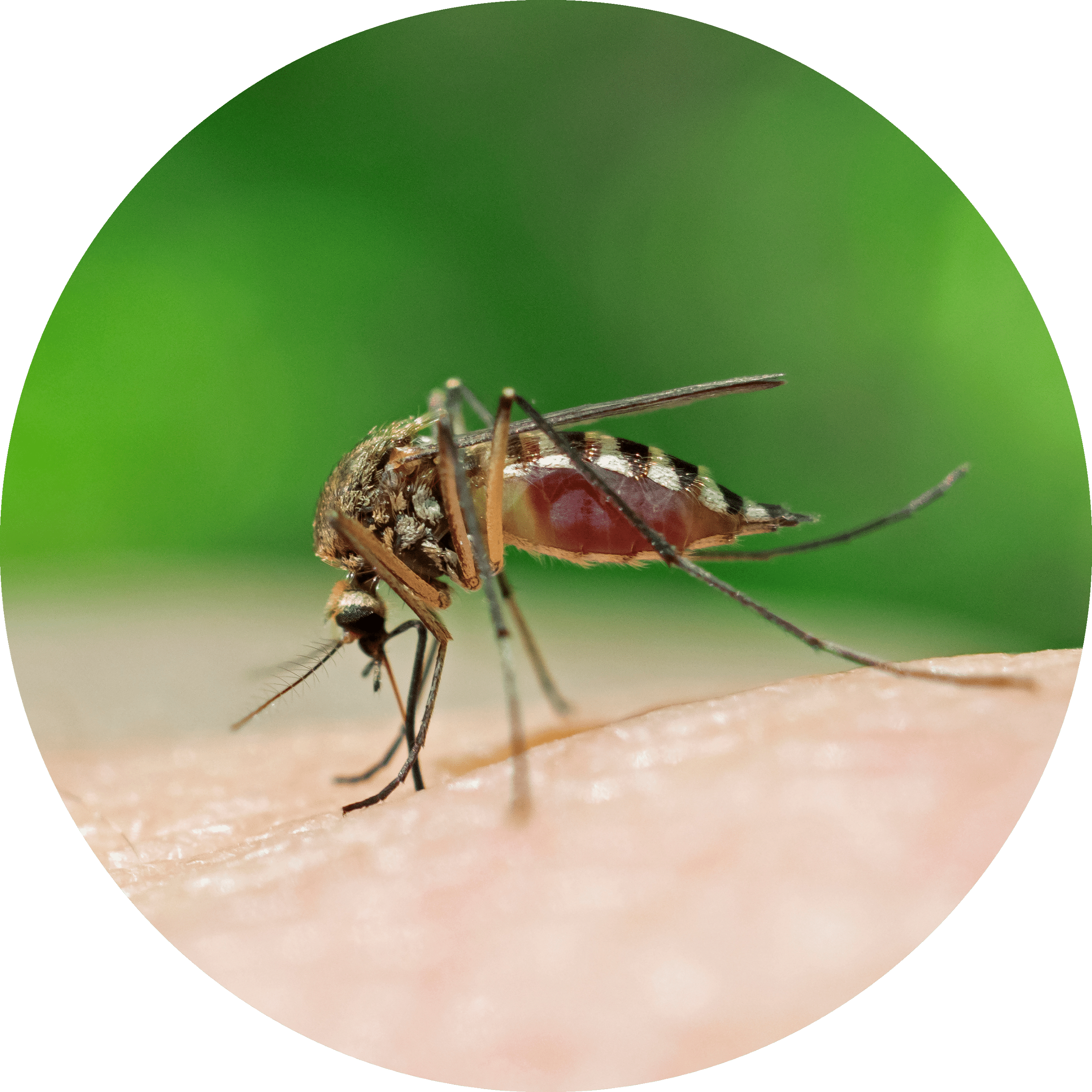 Common House Mosquito