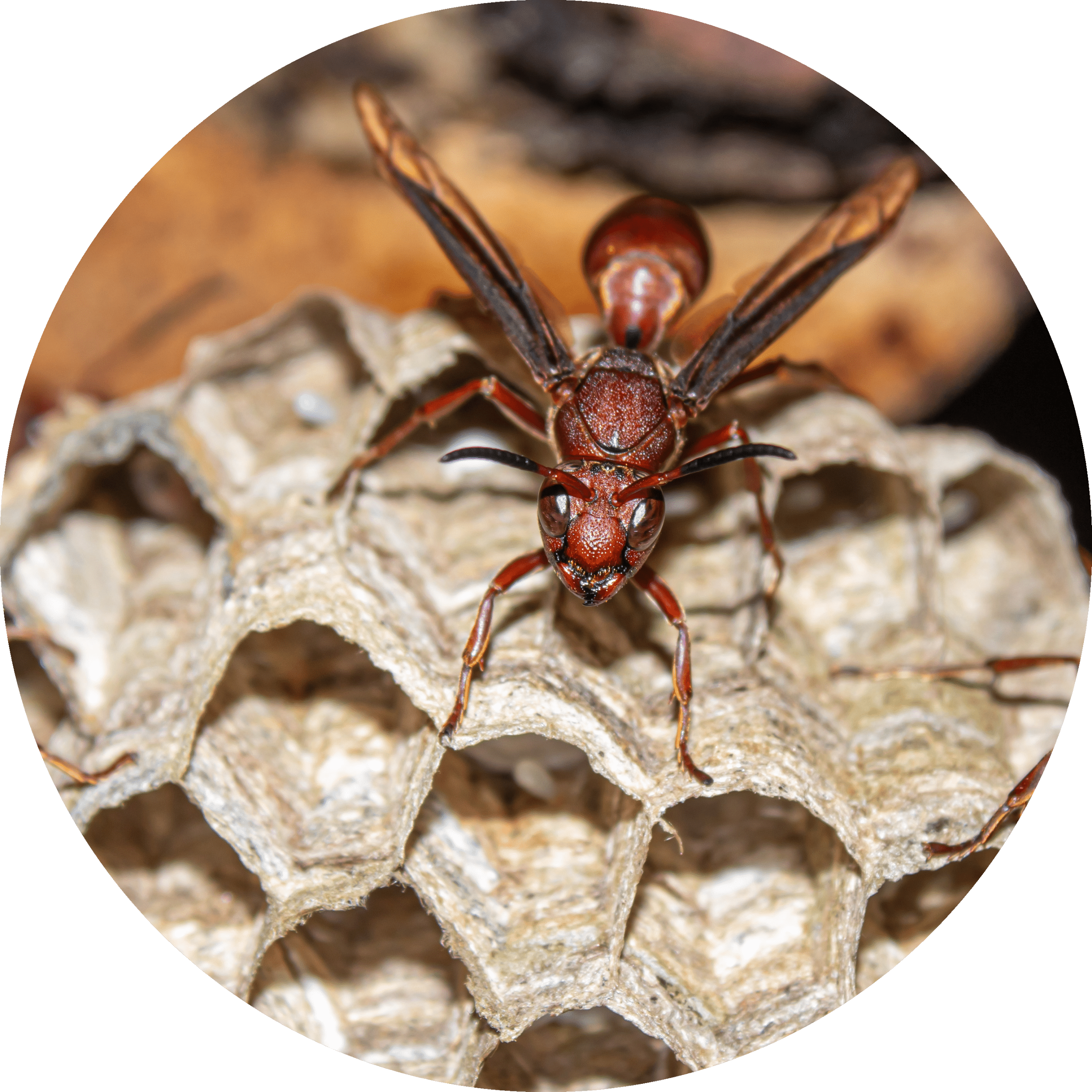 Red Paper Wasp