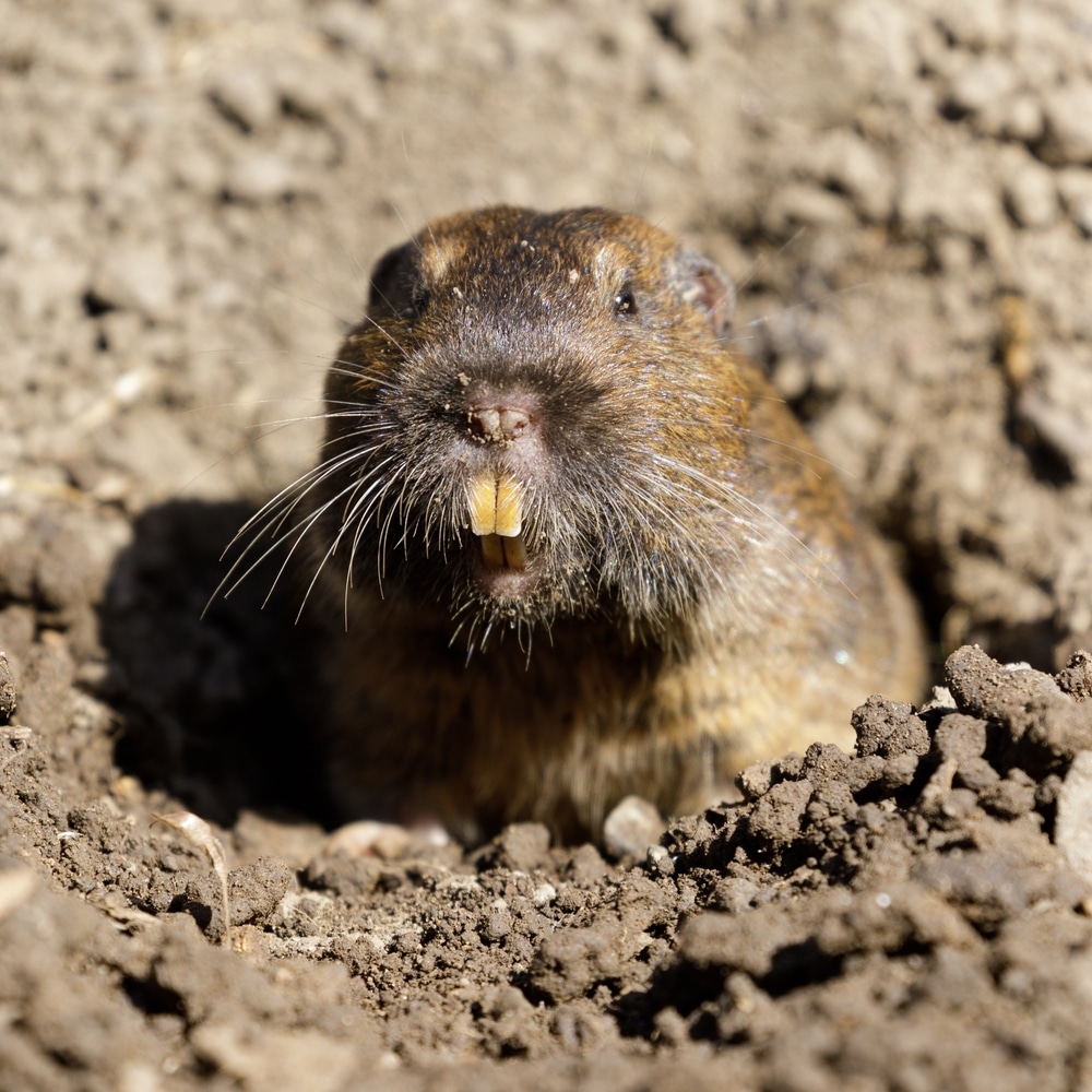 A pocket gopher looking out of its burrow
