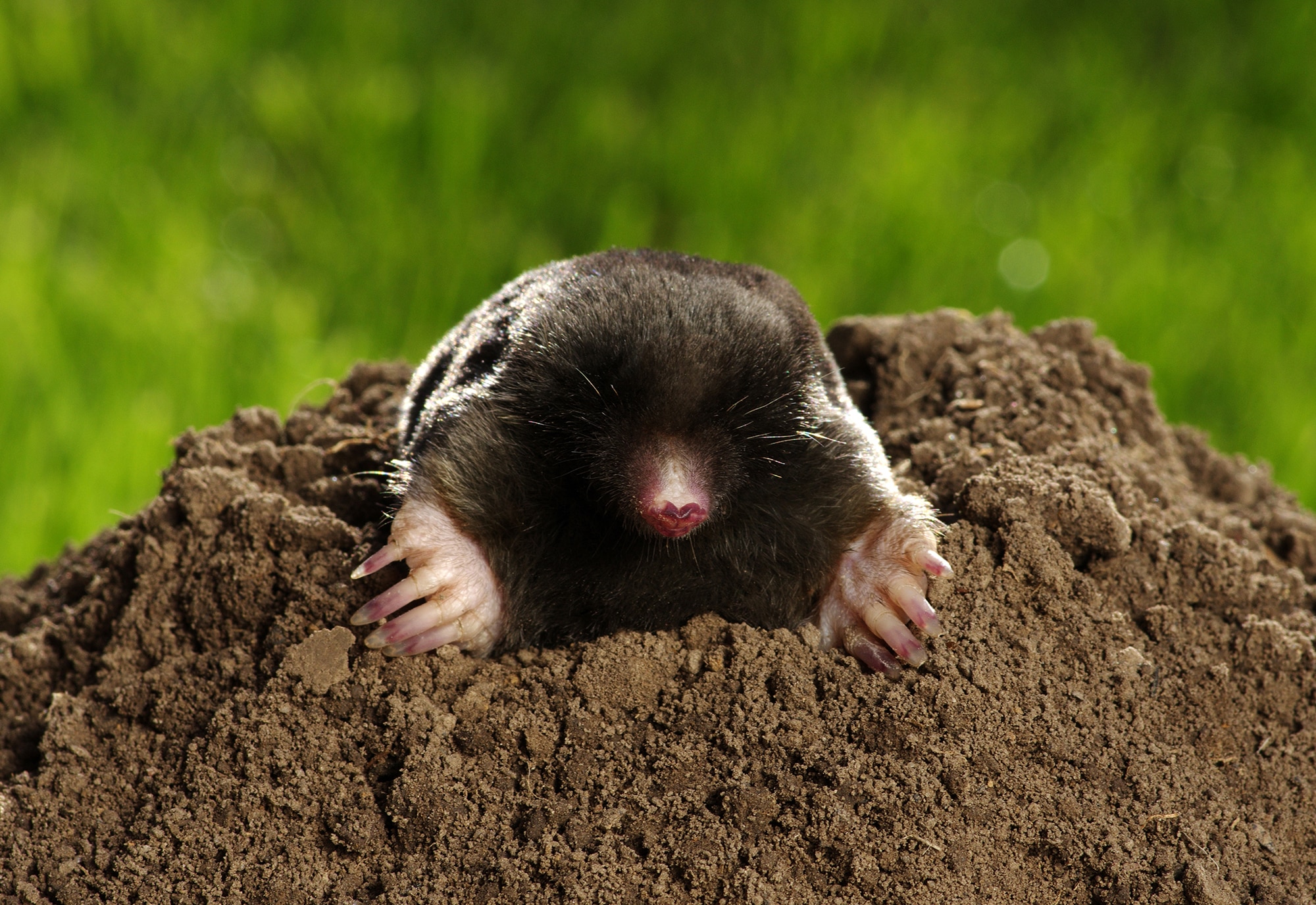 Mole crawling out of a brown molehill on a green lawn