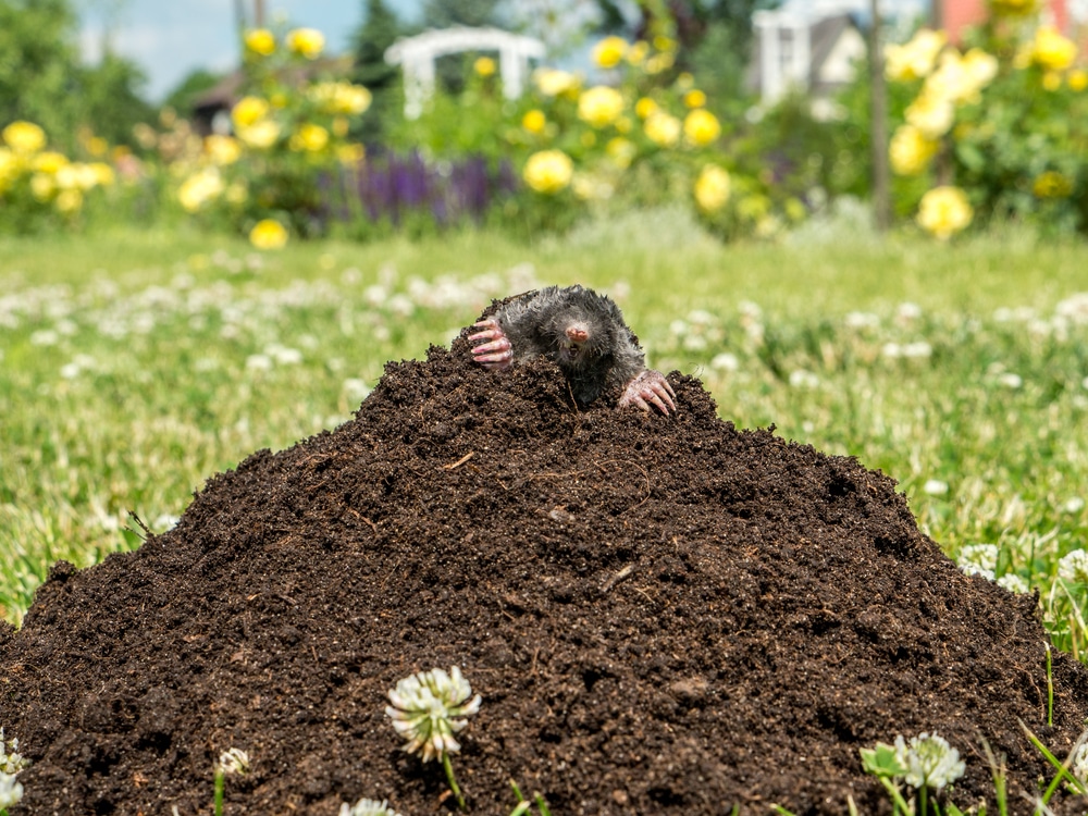 Mole poking out of a mole mound on grass