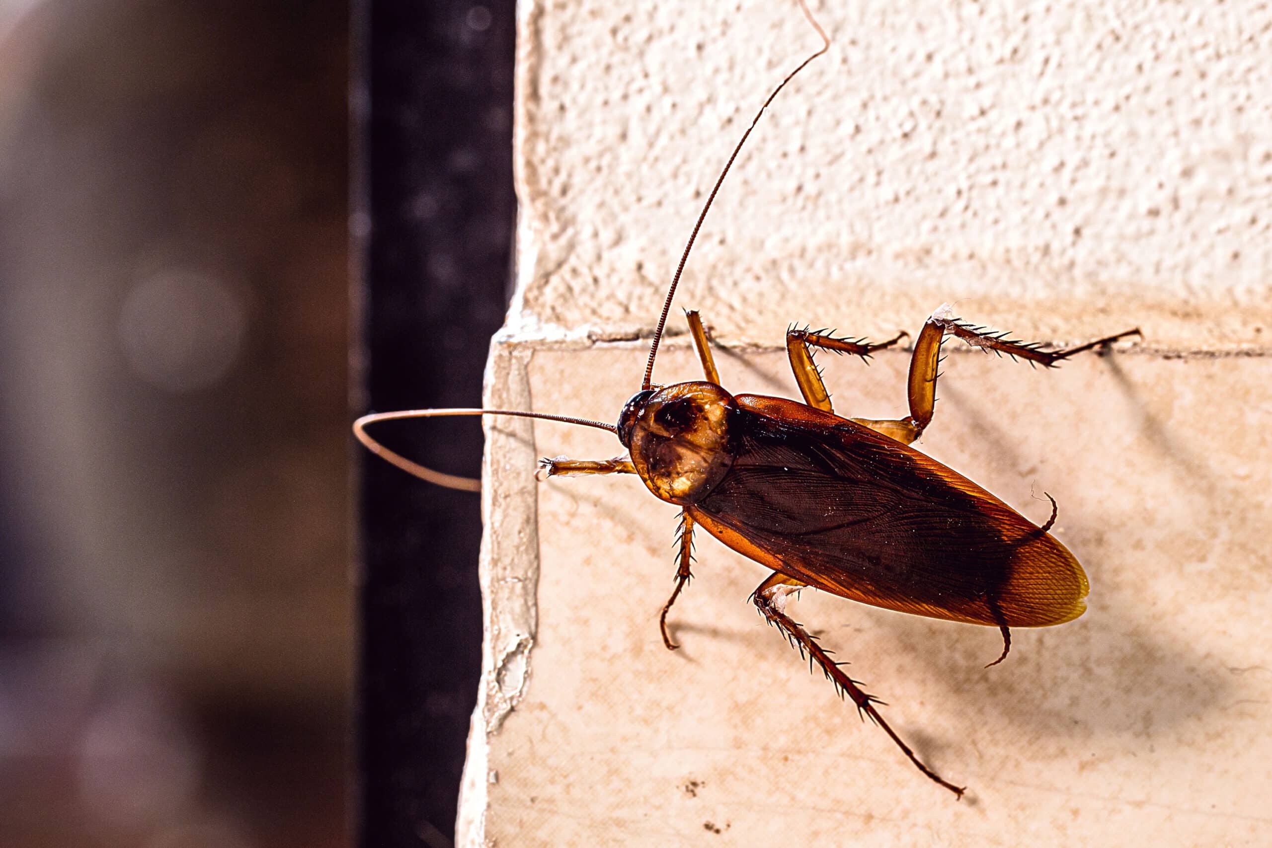 Cockroach