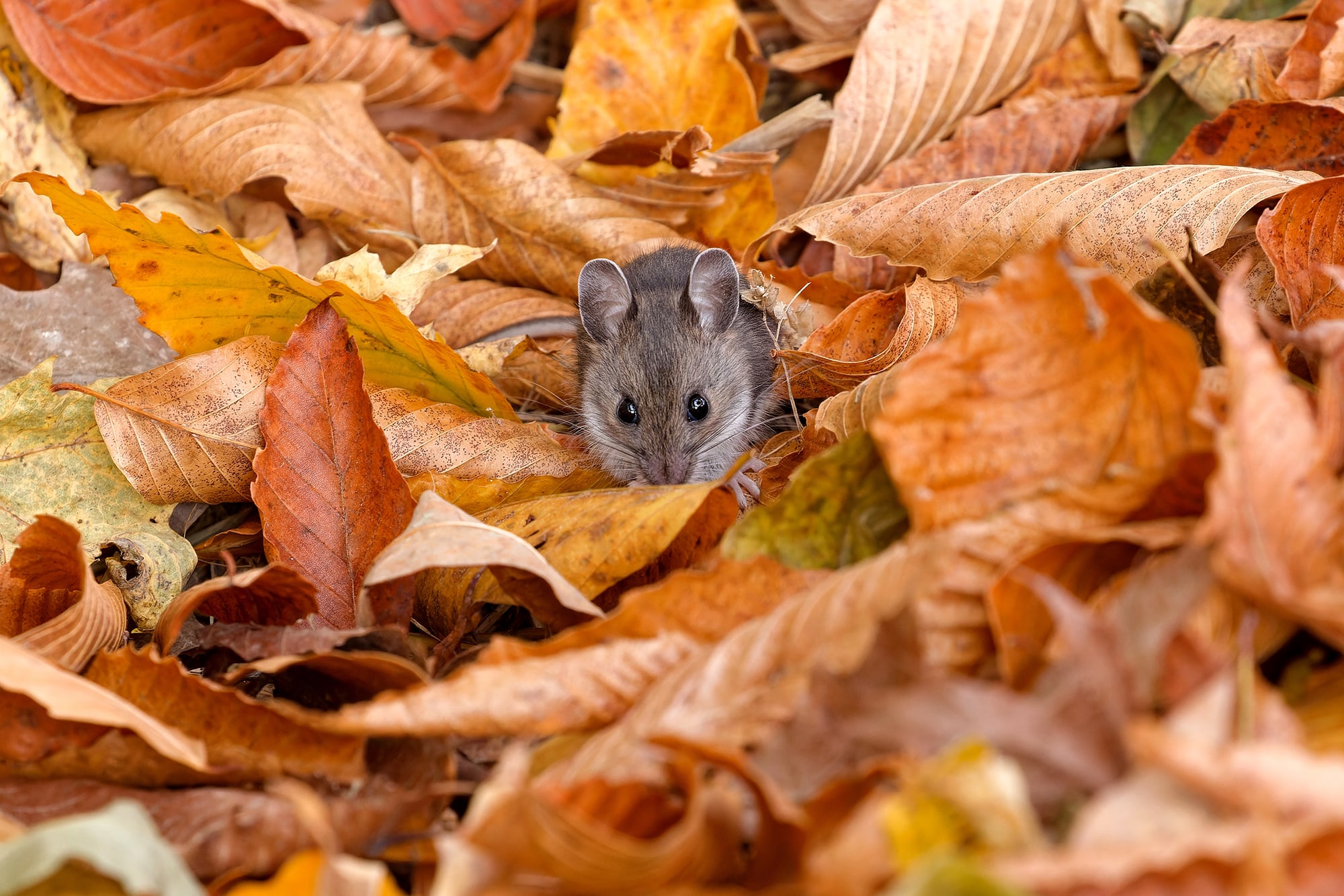 Deer mouse outdoors in the fall