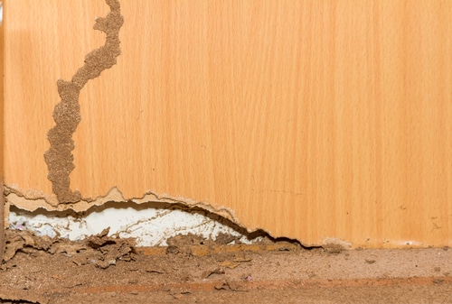 Traces of termites on old wood background.