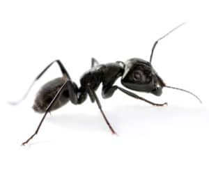 Carpenter Ant
