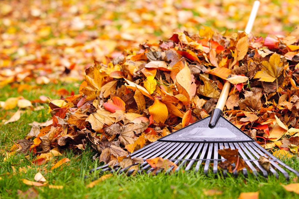 Fall Leaves