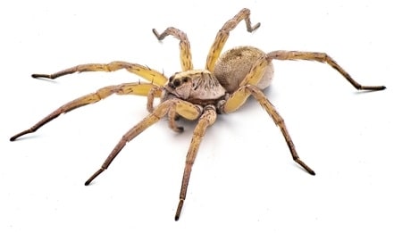 Wolf Spiders (Family Lycosidae)