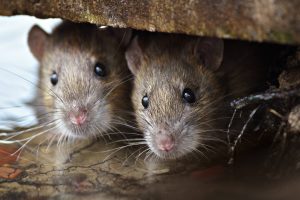 curious Brown Rats looking of the cover.