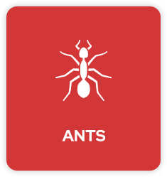 Ant Pest Control in Tulsa