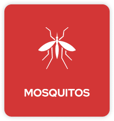 Mosquito Pest Control in Tulsa