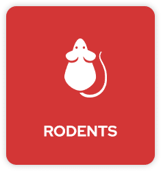 Rodent Pest Control in Tulsa