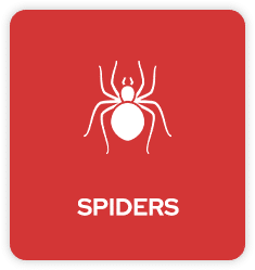 Spider Pest Control in Tulsa