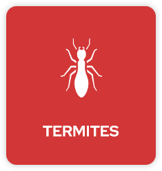 Termite Pest Control in Tulsa