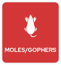 Mole and Gopher Pest Control in Tulsa