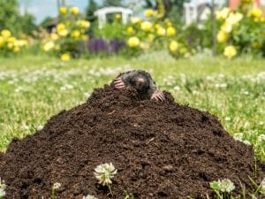 Mole poking out of mole mound on grass