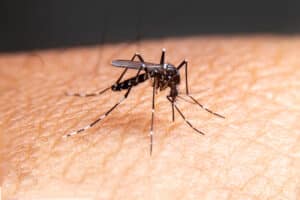 Striped mosquitoes are eating blood on human skin.