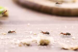 House ants, walking around the house, red ant on the floor eating dirt
