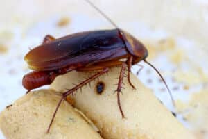 brown cockroach with cockroach eggs