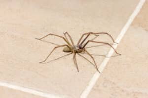 Giant house spider (Eratigena atrica) on a tiled kitchen floor