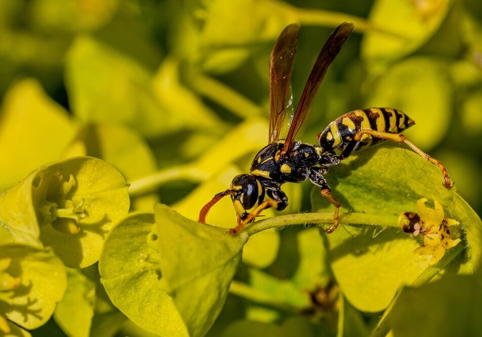 Are Wasps Attracted to Certain Colors?