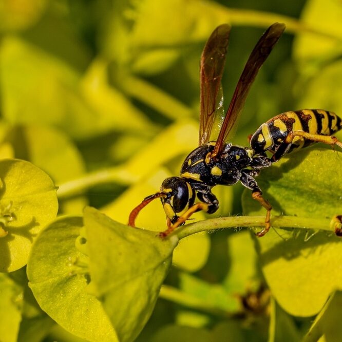 A french wasp