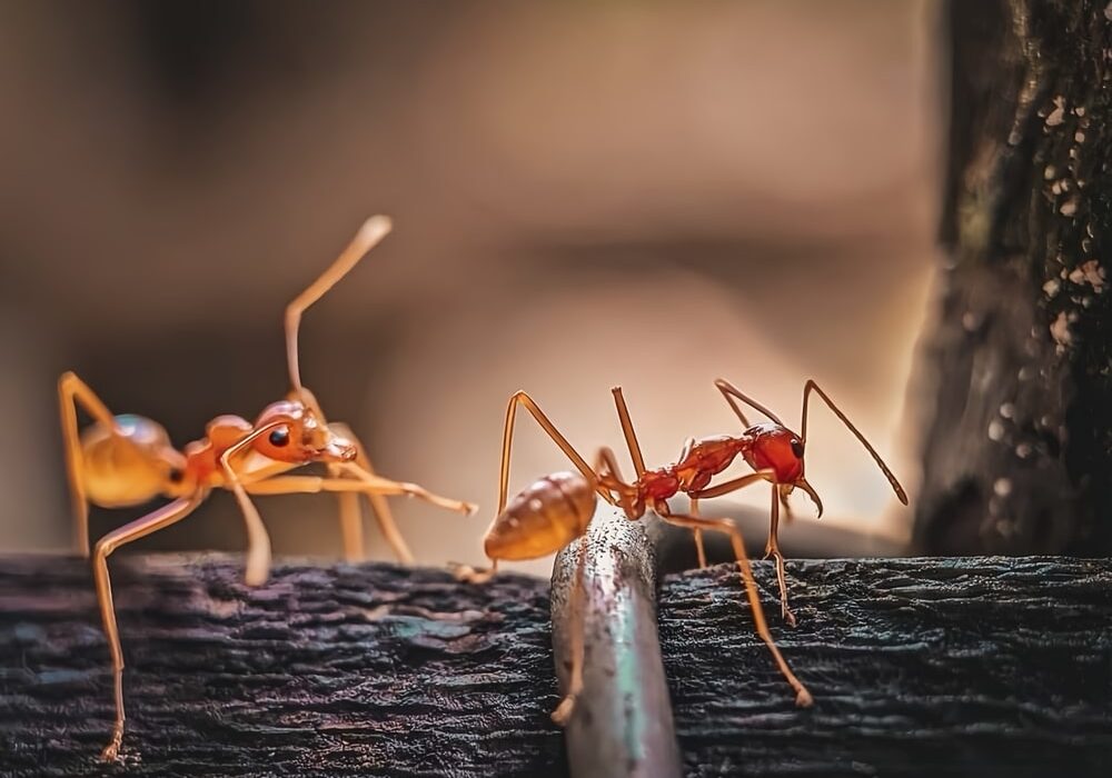 Two red ants on a wooden surface