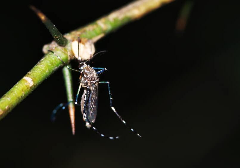 An Aedes Albopictus also known as Asian Tiger Mosquito