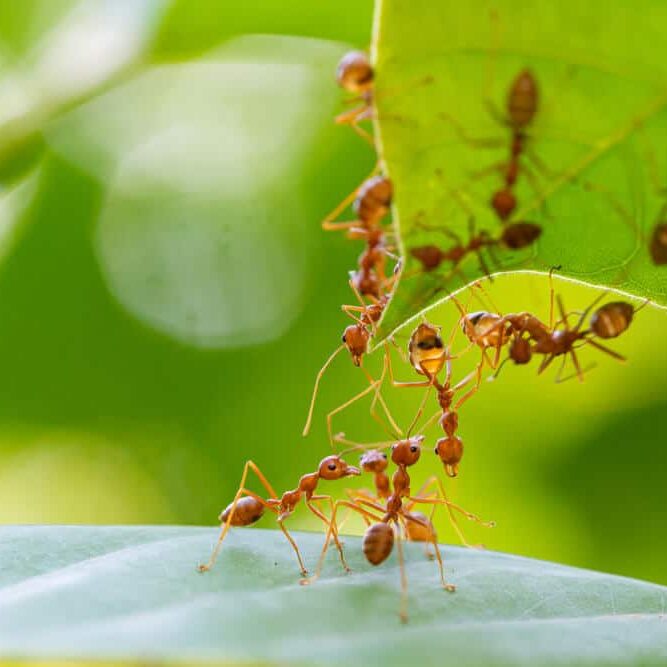 Working ants carrying food