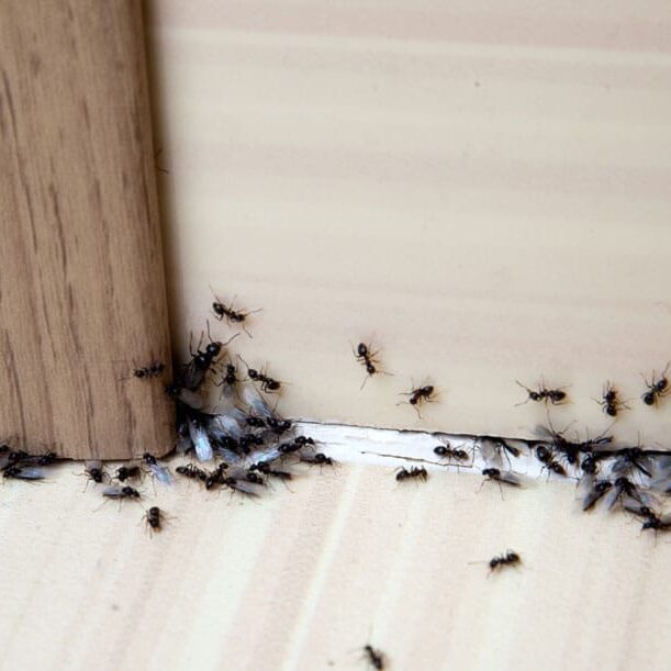 Ants2