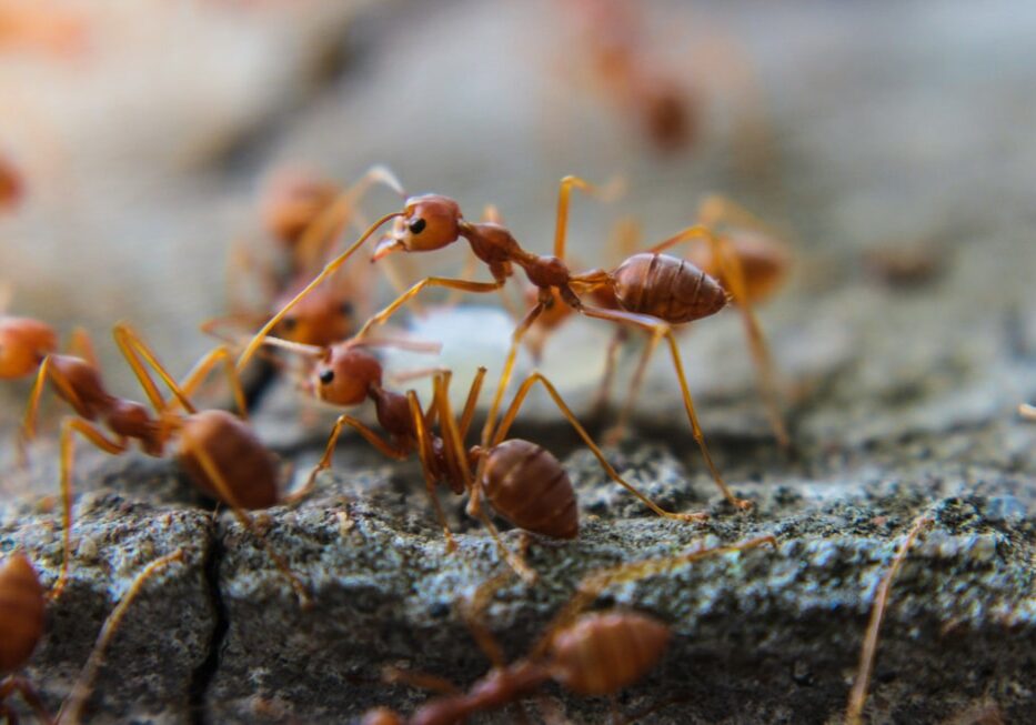 Ants Infestation
