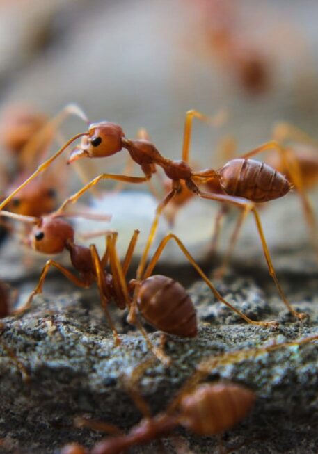 Ants Infestation