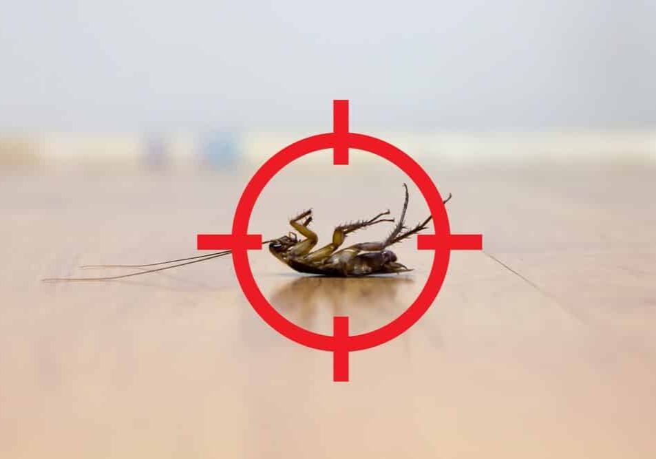 pest control service