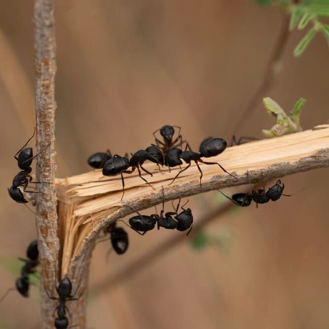 Black Carpenter ants resting on bark of a plant