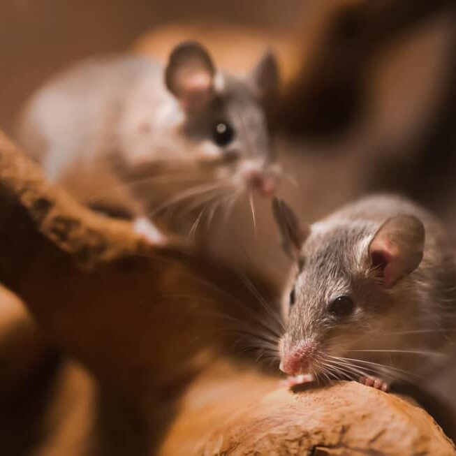 Close-up of little small Mouse cute grey rat